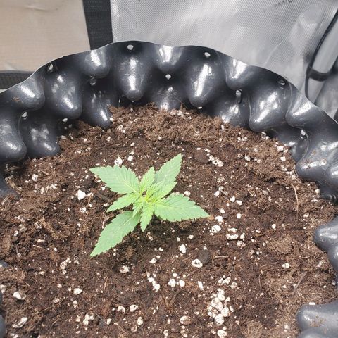 Critical growlog timeline photo