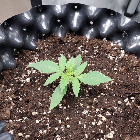 Critical growlog timeline photo