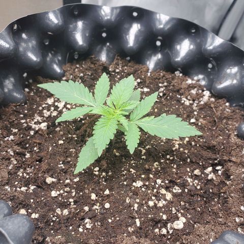 Critical growlog timeline photo