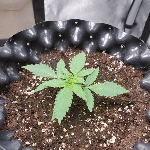 Critical growlog timeline photo