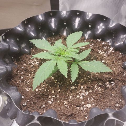 Critical growlog timeline photo