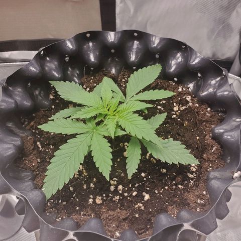 Critical growlog timeline photo