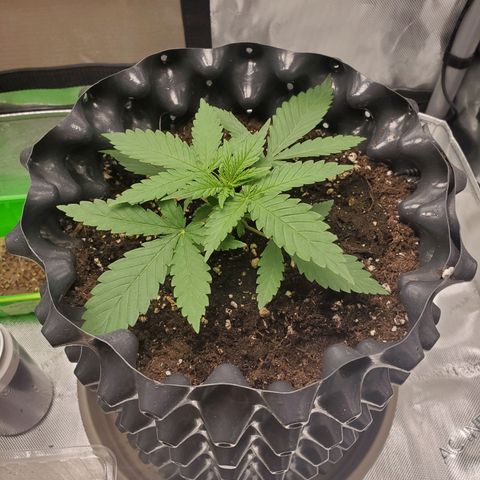 Critical growlog timeline photo