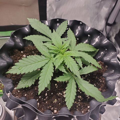 Critical growlog timeline photo