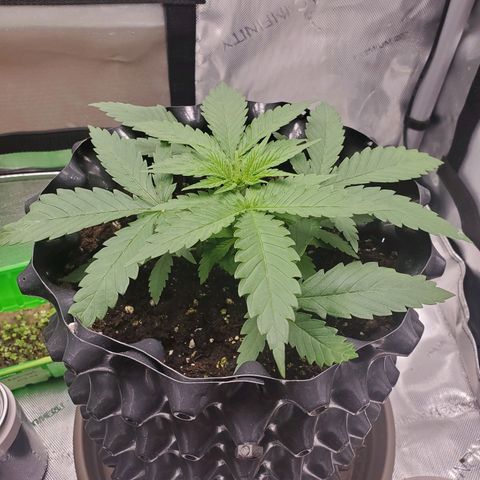 Critical growlog timeline photo