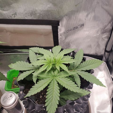 Critical growlog timeline photo