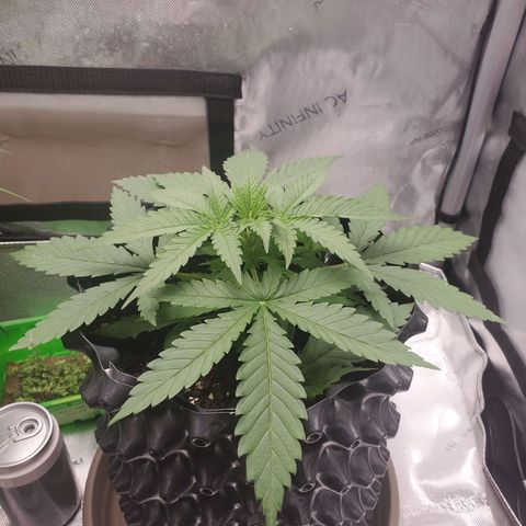 Critical growlog timeline photo