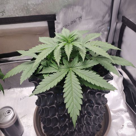 Critical growlog timeline photo
