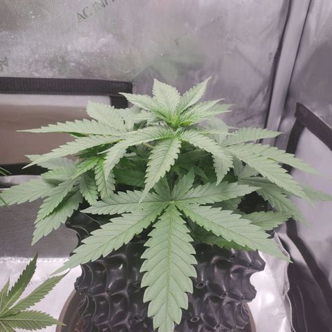 Critical growlog timeline photo