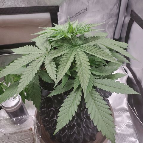 Critical growlog timeline photo