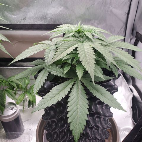 Critical growlog timeline photo