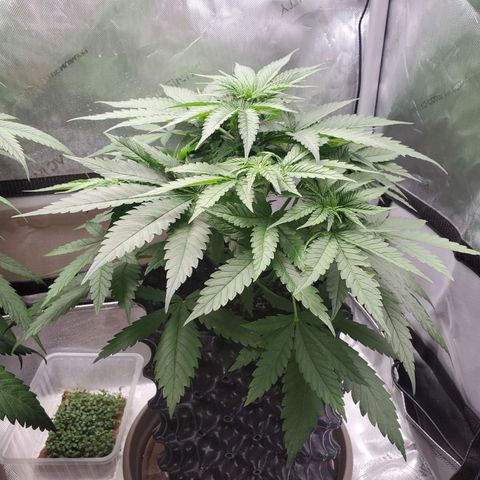 Critical growlog timeline photo