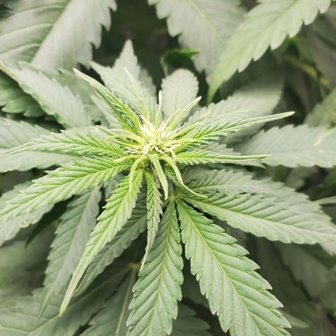 Critical growlog timeline photo