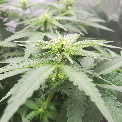 Critical growlog timeline photo