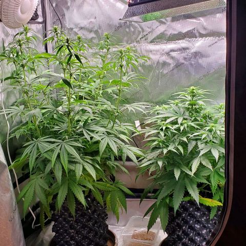 Critical growlog timeline photo