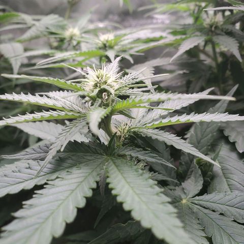 Critical growlog timeline photo