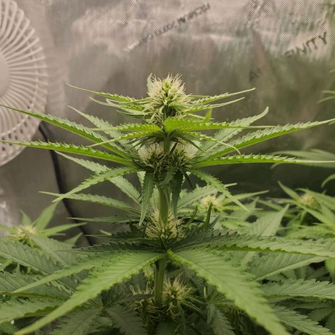 Critical growlog timeline photo