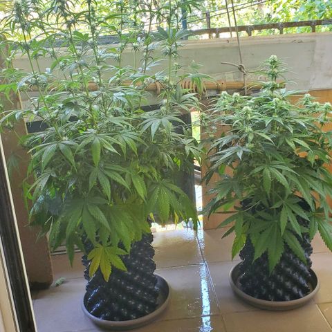 Critical growlog timeline photo