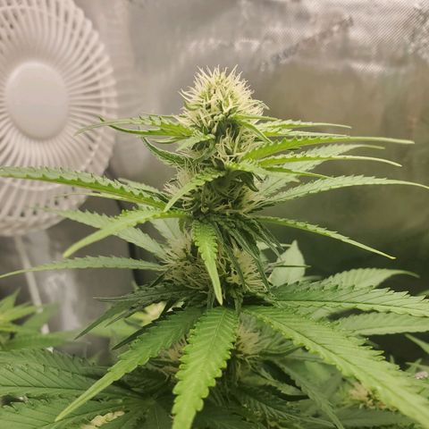 Critical growlog timeline photo