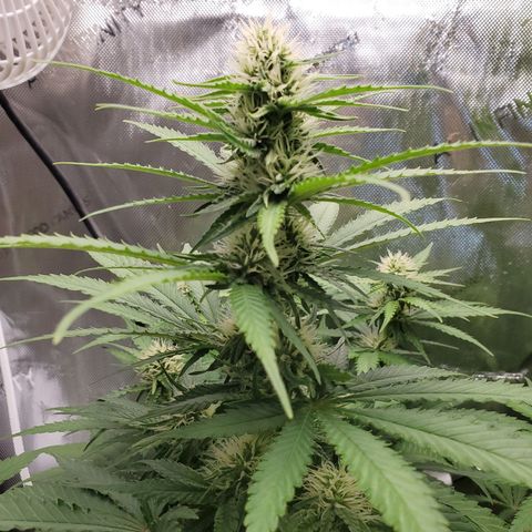 Critical growlog timeline photo