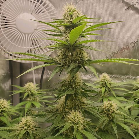Critical growlog timeline photo