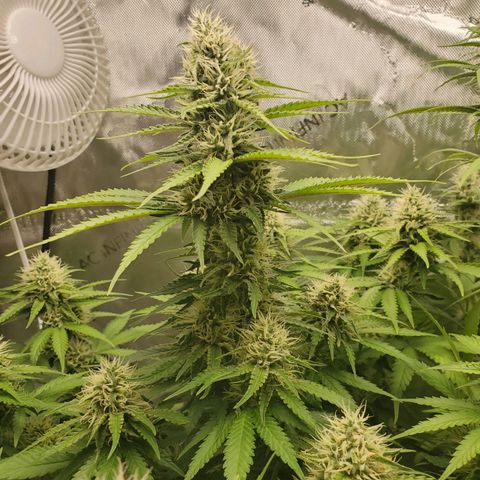 Critical growlog timeline photo