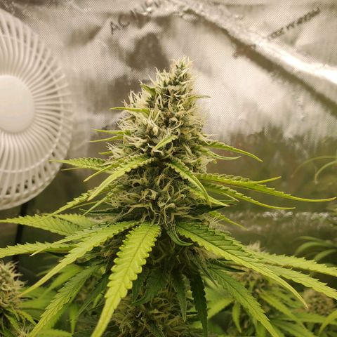 Critical growlog timeline photo