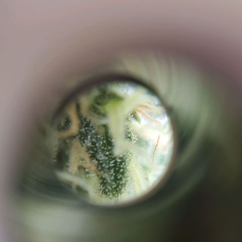 Critical growlog timeline photo