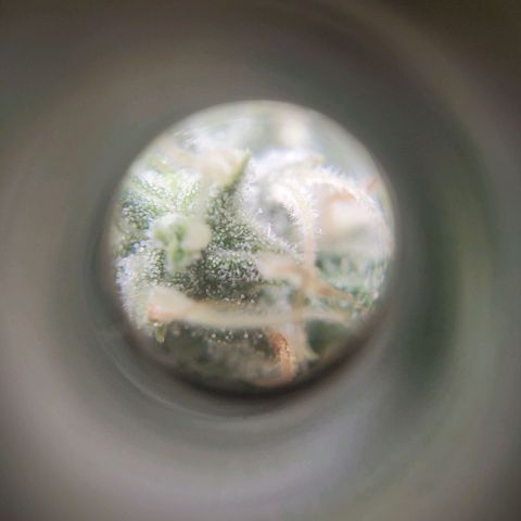 Critical growlog timeline photo