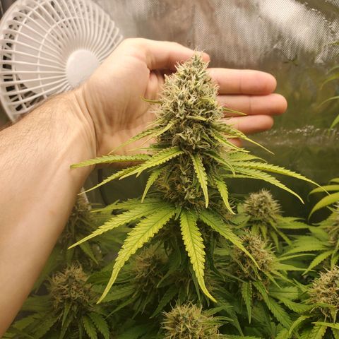 Critical growlog timeline photo