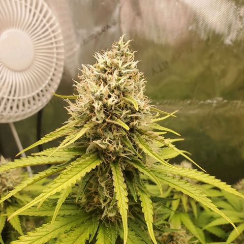 Critical growlog timeline photo
