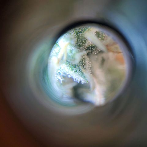 Critical growlog timeline photo