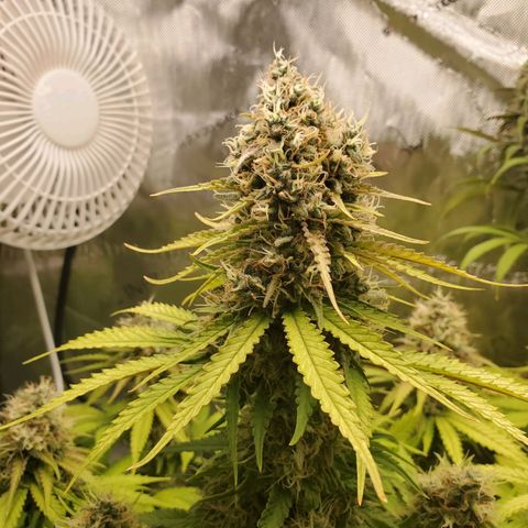 Critical growlog timeline photo