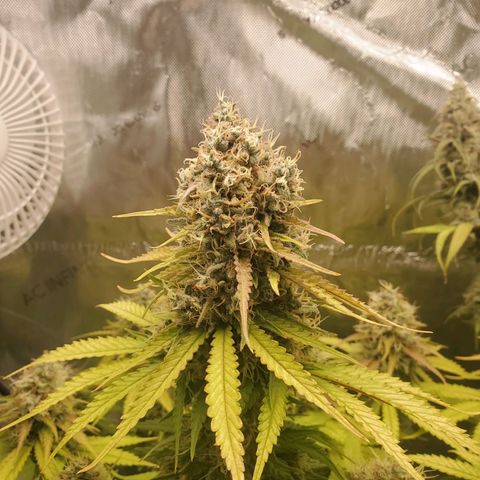 Critical growlog timeline photo