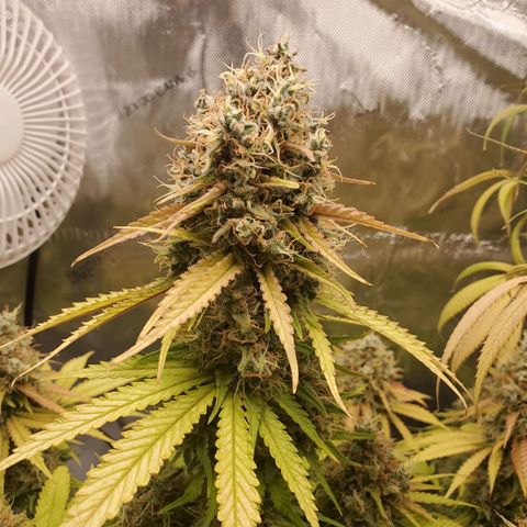 Critical growlog timeline photo