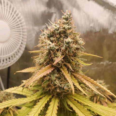 Critical growlog timeline photo