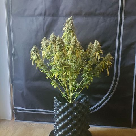 Critical growlog timeline photo