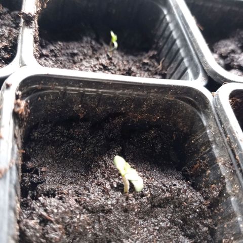 Cookies Gelato growlog timeline photo