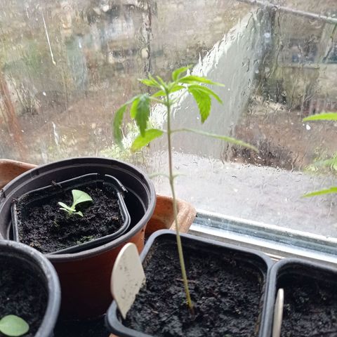Skywalker Haze growlog timeline photo