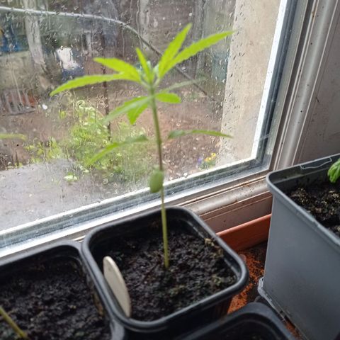 Skunk XL growlog timeline photo