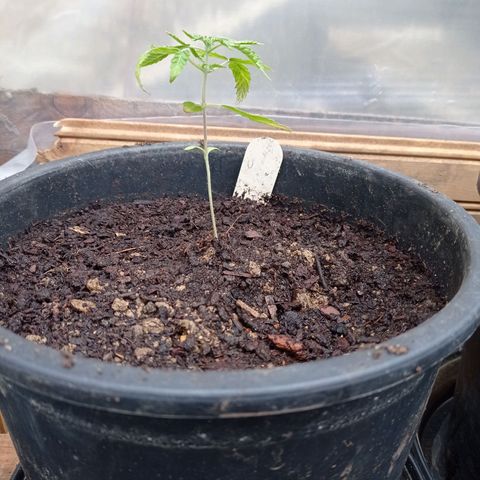 Skywalker Haze growlog timeline photo