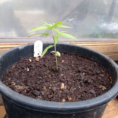 Skunk XL growlog timeline photo