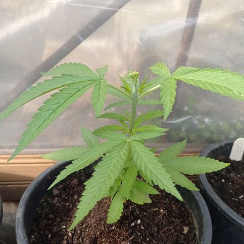 Skunk XL growlog photo: Fimming