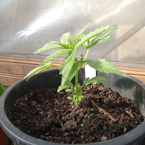 Cookies Gelato growlog timeline photo
