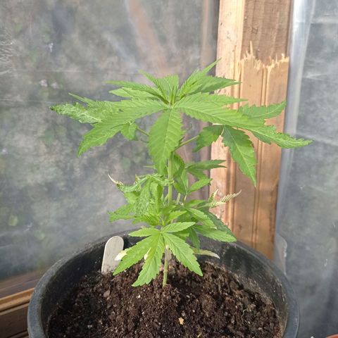 Skywalker Haze growlog timeline photo