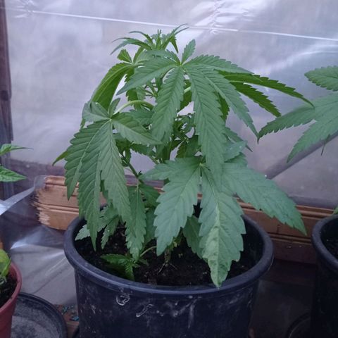 Cookies Gelato growlog timeline photo
