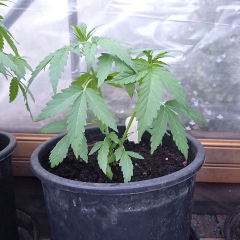 Cookies Gelato growlog timeline photo