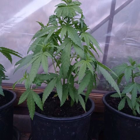 Skunk XL growlog timeline photo