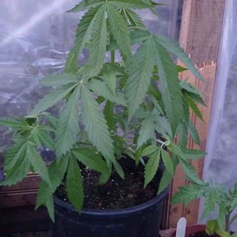 Skywalker Haze growlog timeline photo