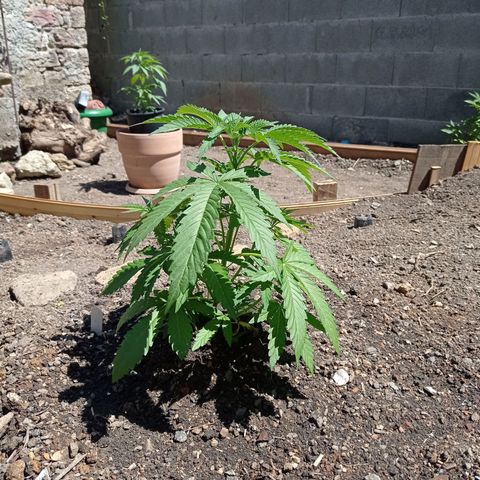 Cookies Gelato growlog timeline photo